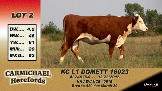 Lot #2 - KC L1 Domett 16023
