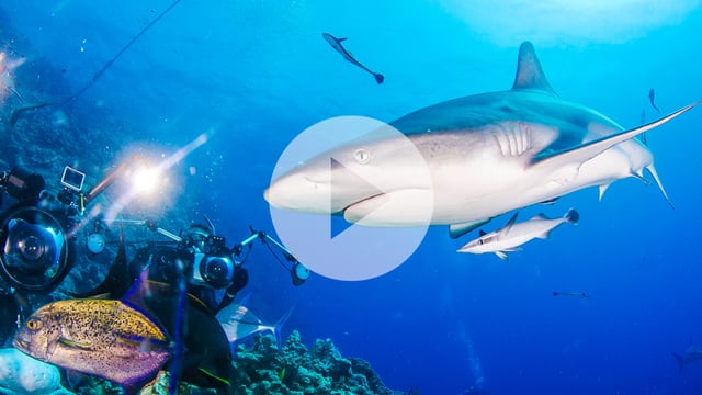 Mike Ball Dive Expeditions