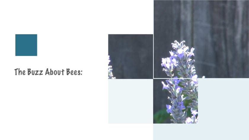 vimeo-video-thumbnail