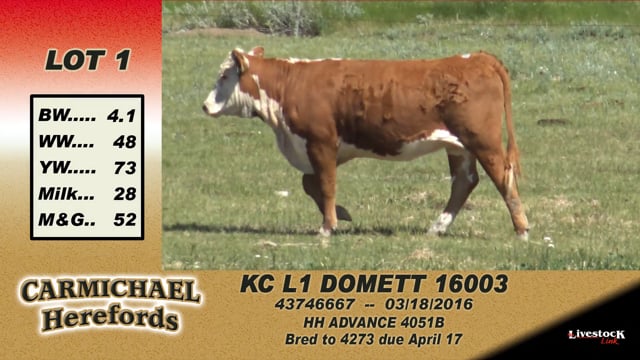 Lot #1 - KC L1 Domett 16003