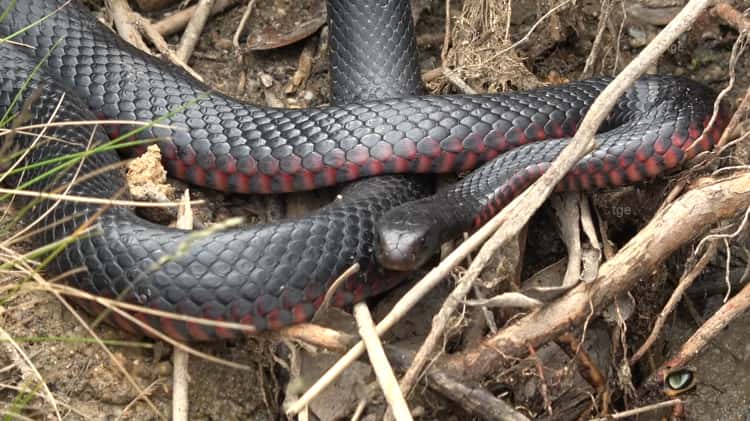 Red Bellied Black Snake 3D Model on Vimeo