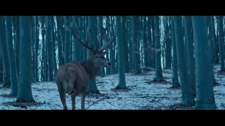 El Secreto del Bosque - Trailer Oficial 