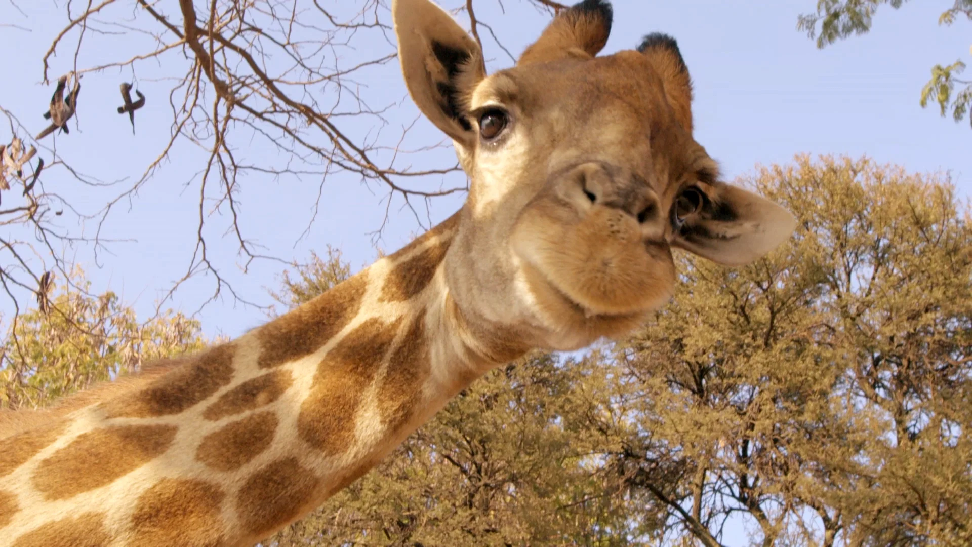 Giraffes Africa's Gentle Giants on Vimeo