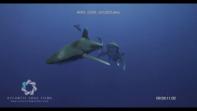 Oceanic Whitetip Shark Archives - Atlantic Edge Films