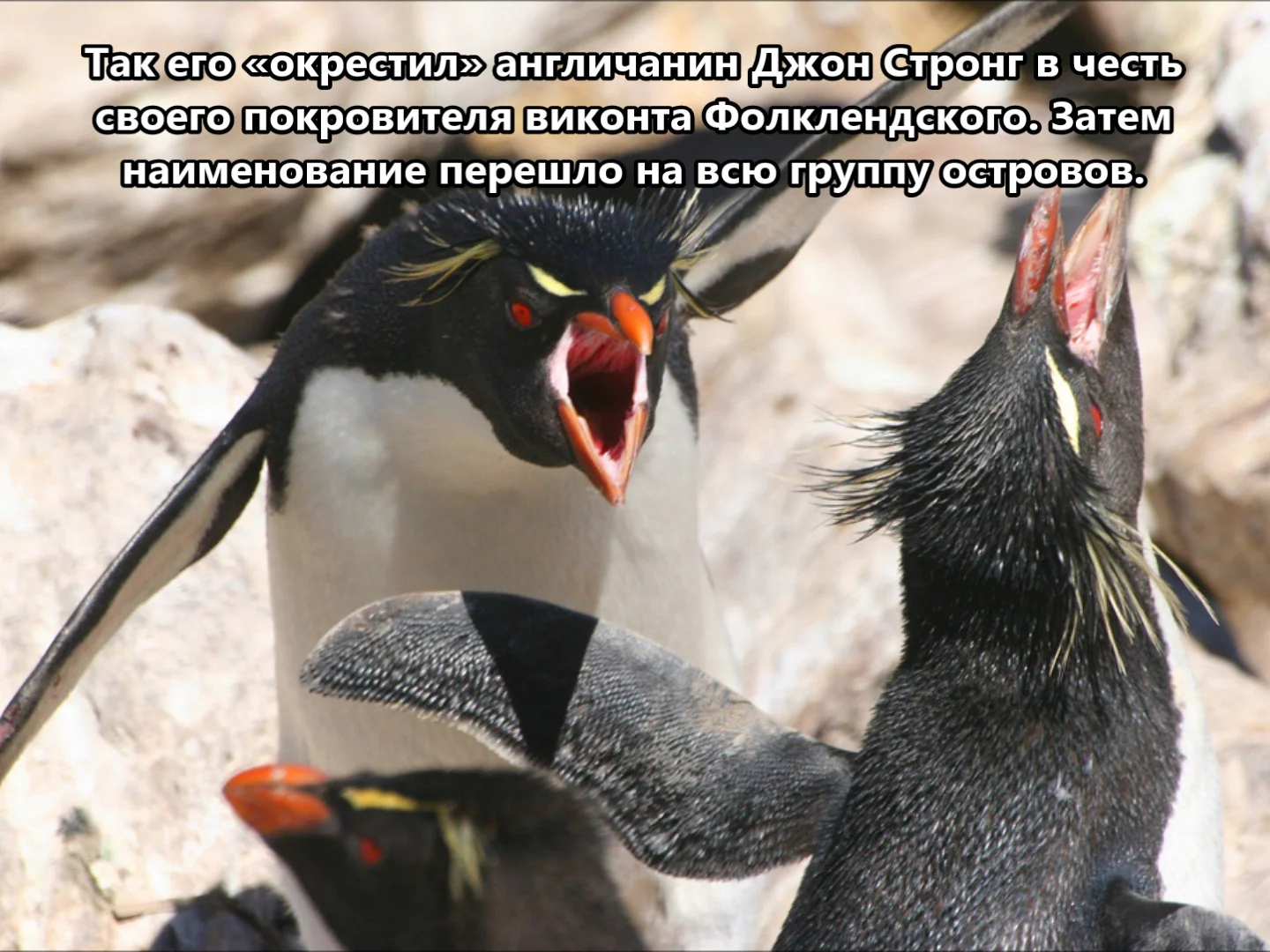 Хохлатый пингвин