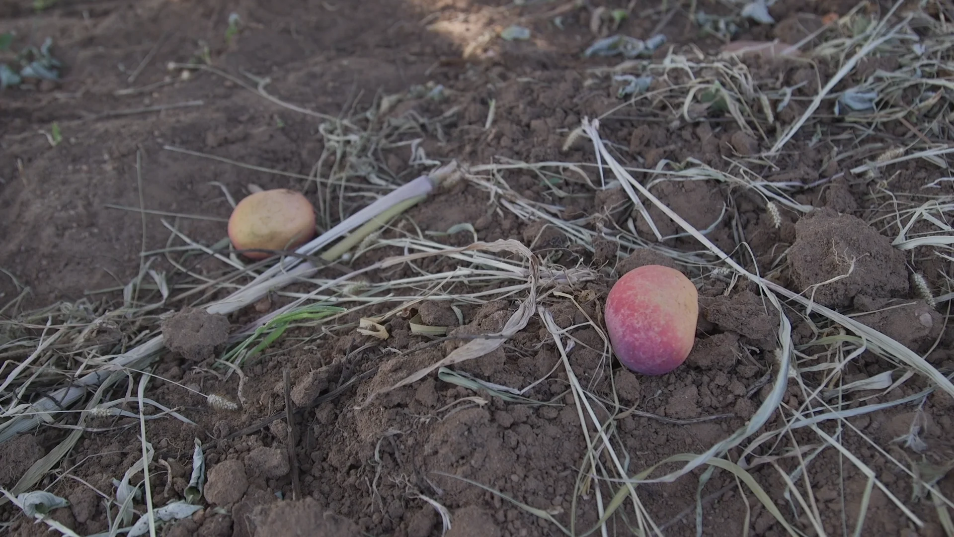 Mango feature on Vimeo