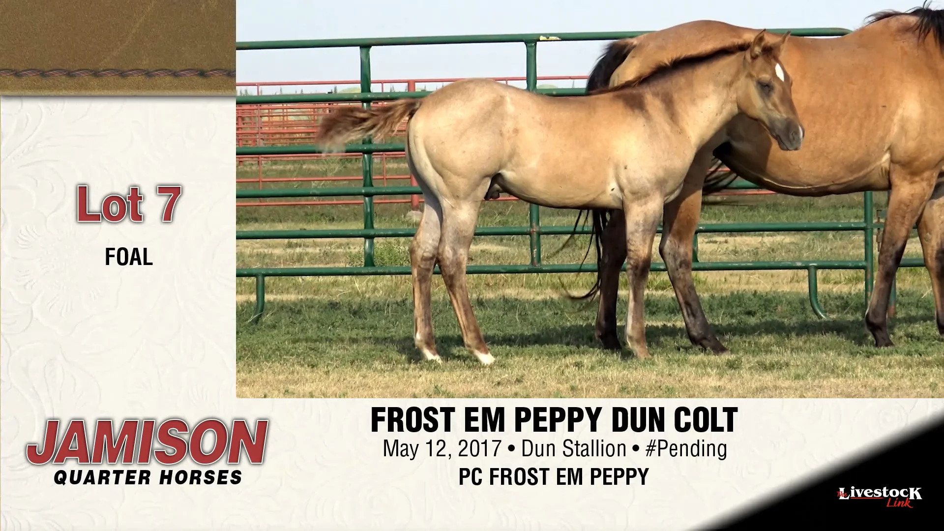 Lot 7 - Jamison Ranch Quarter Horses on Vimeo