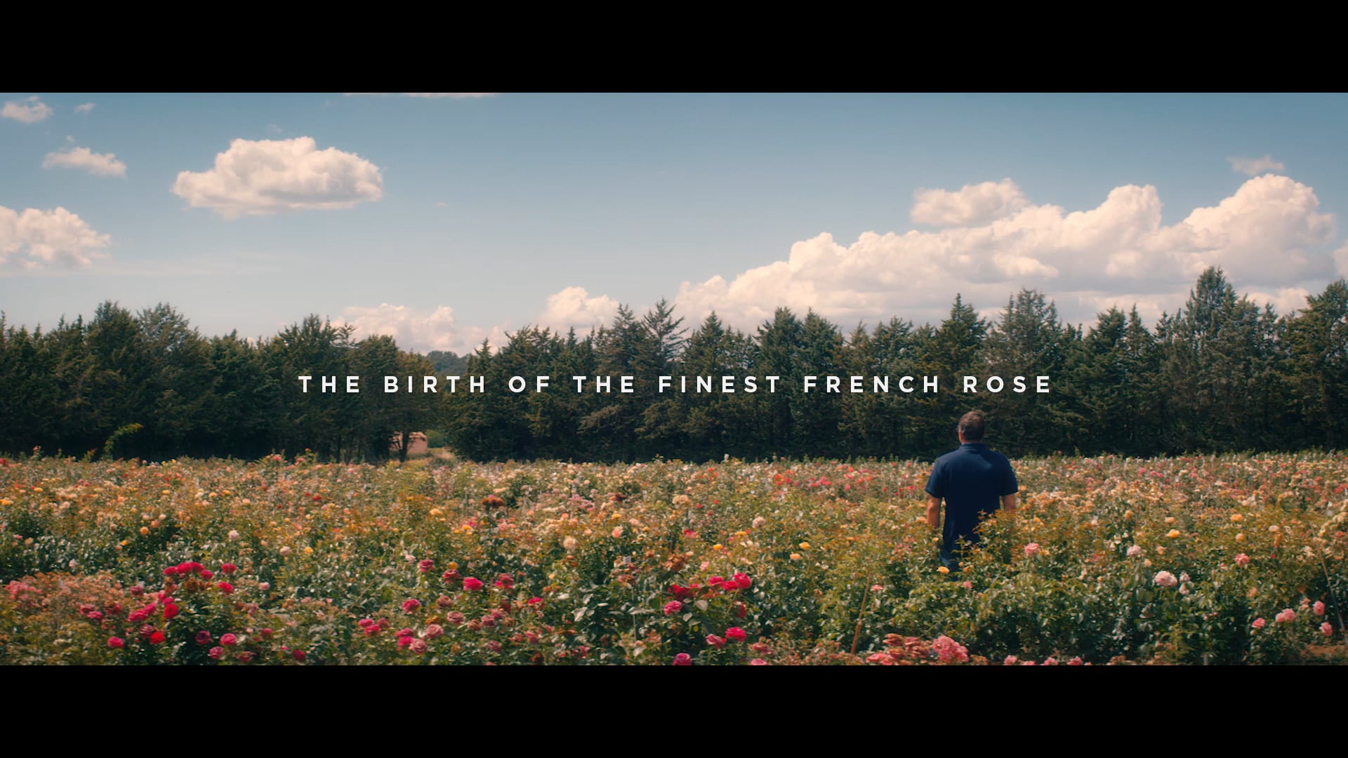 The Rose Breeder - Comfort Rose