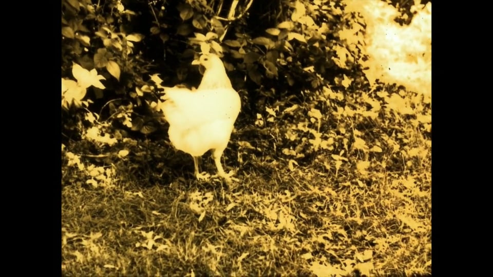 Chicken Film