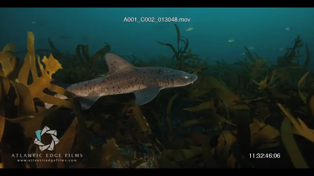 Leopard Shark With a Yellow Pilot Fish in Blue Water Stock Photo