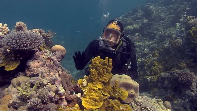 Marine Life Incursions movies on Vimeo