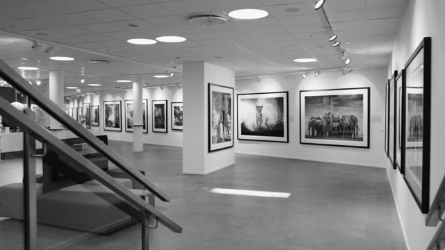 David Yarrow // The Untouchables | Galleri Fineart