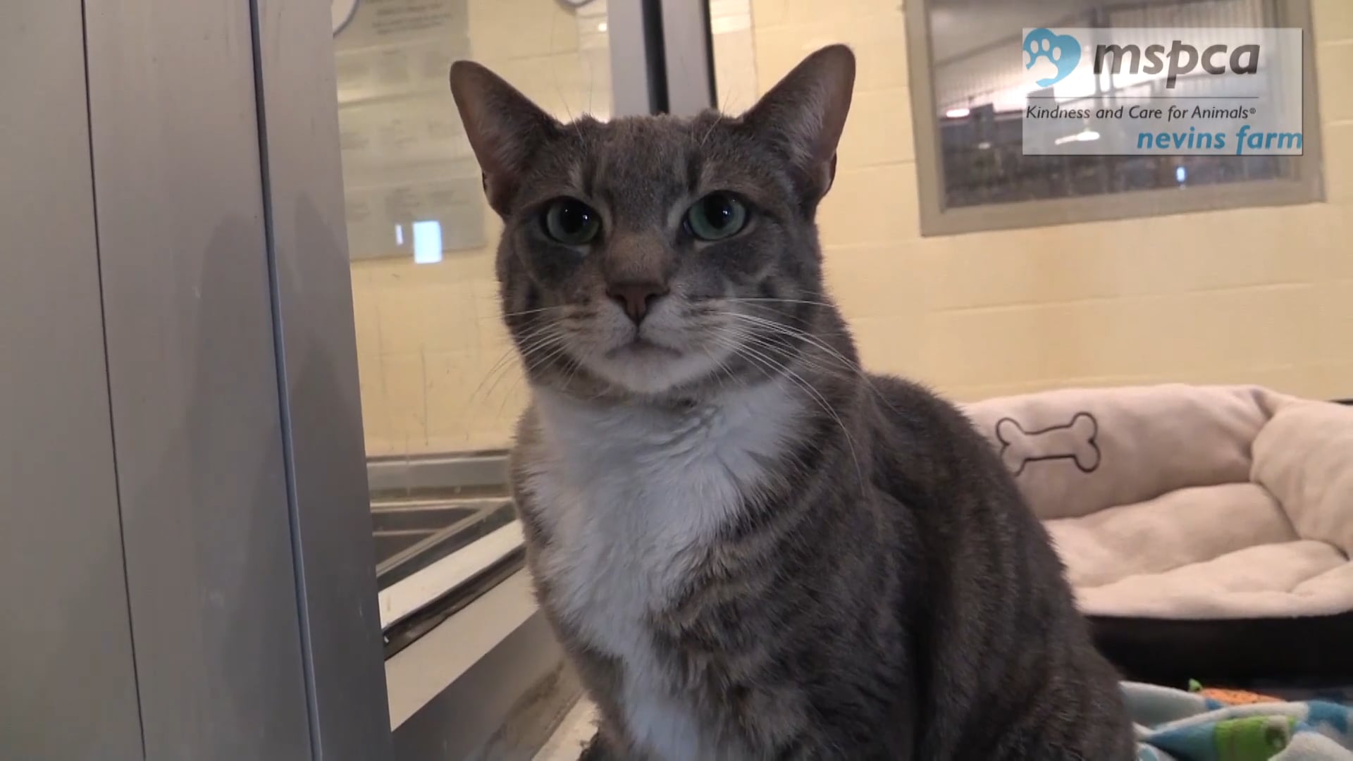 Finding Forever Homes - Koda