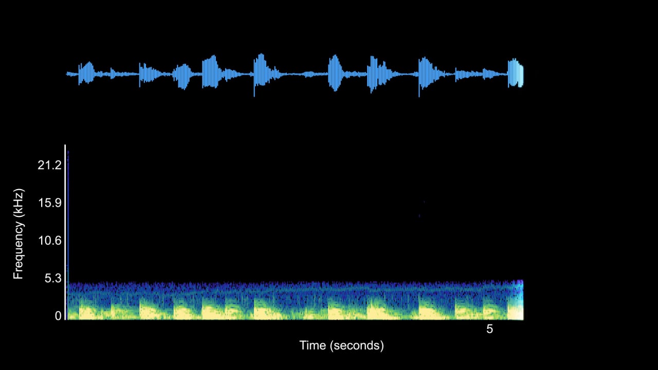 Black Drum – Discovery of Sound in the SeaBlack Drum – Discovery of Sound in the Sea  