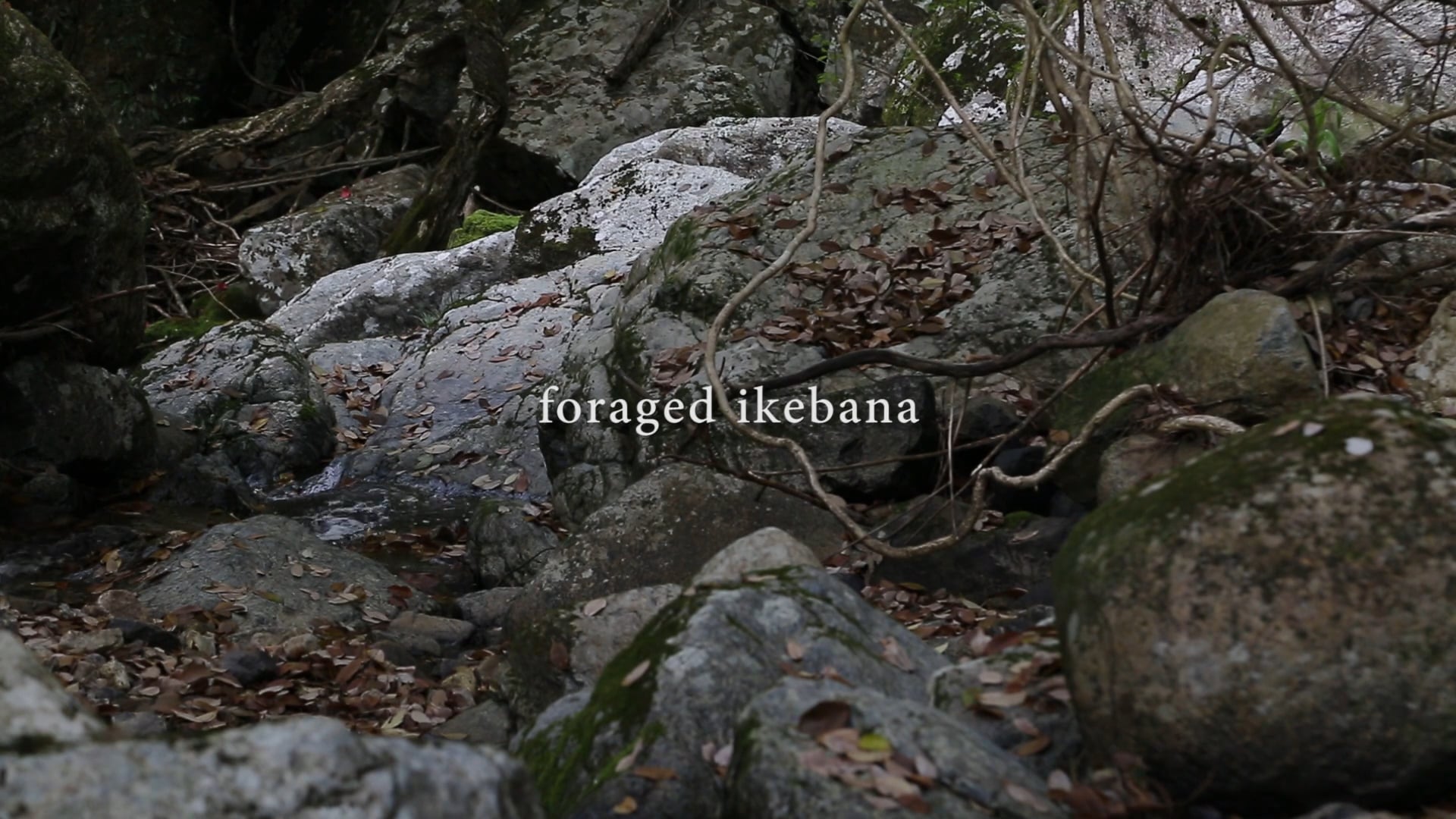 foraged ikebana 02：rurikei