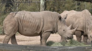 World Rhino Day at the Zoo