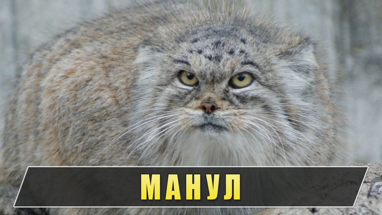 Манул пушкин. Степной кот. обои манул. среднеазиатский ]степной кот.