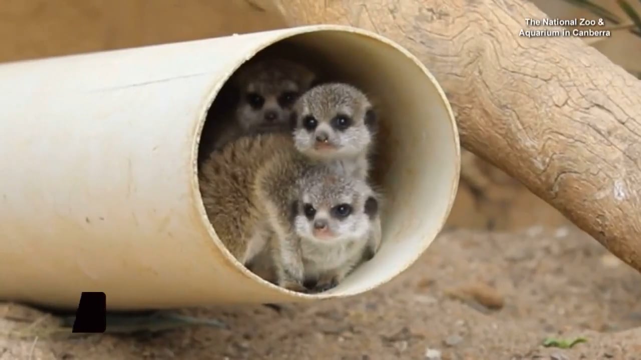 Baby Meerkat Musketeers for CBS Interactive