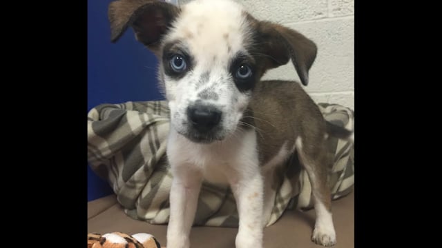 MaxFund Animal Adoption Center | Denver's No-Kill Animal Shelter | Denver  Animal Rescue