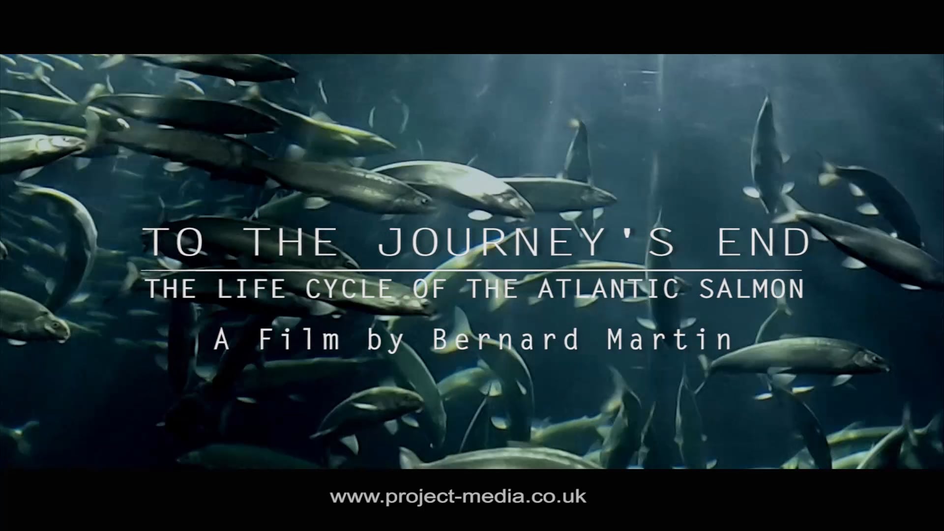 To The Journey's End - The Life Cycle of the Atlantic Salmon - Trailer