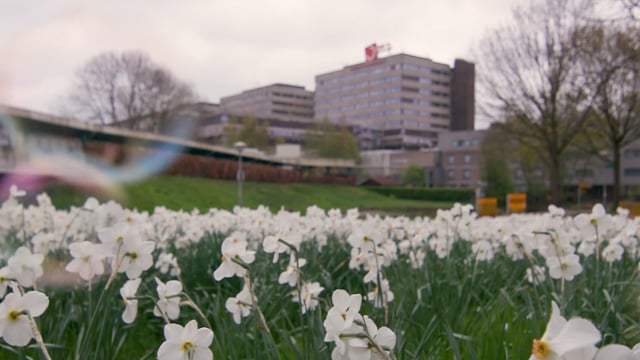 Vimeo Video Thumbnail