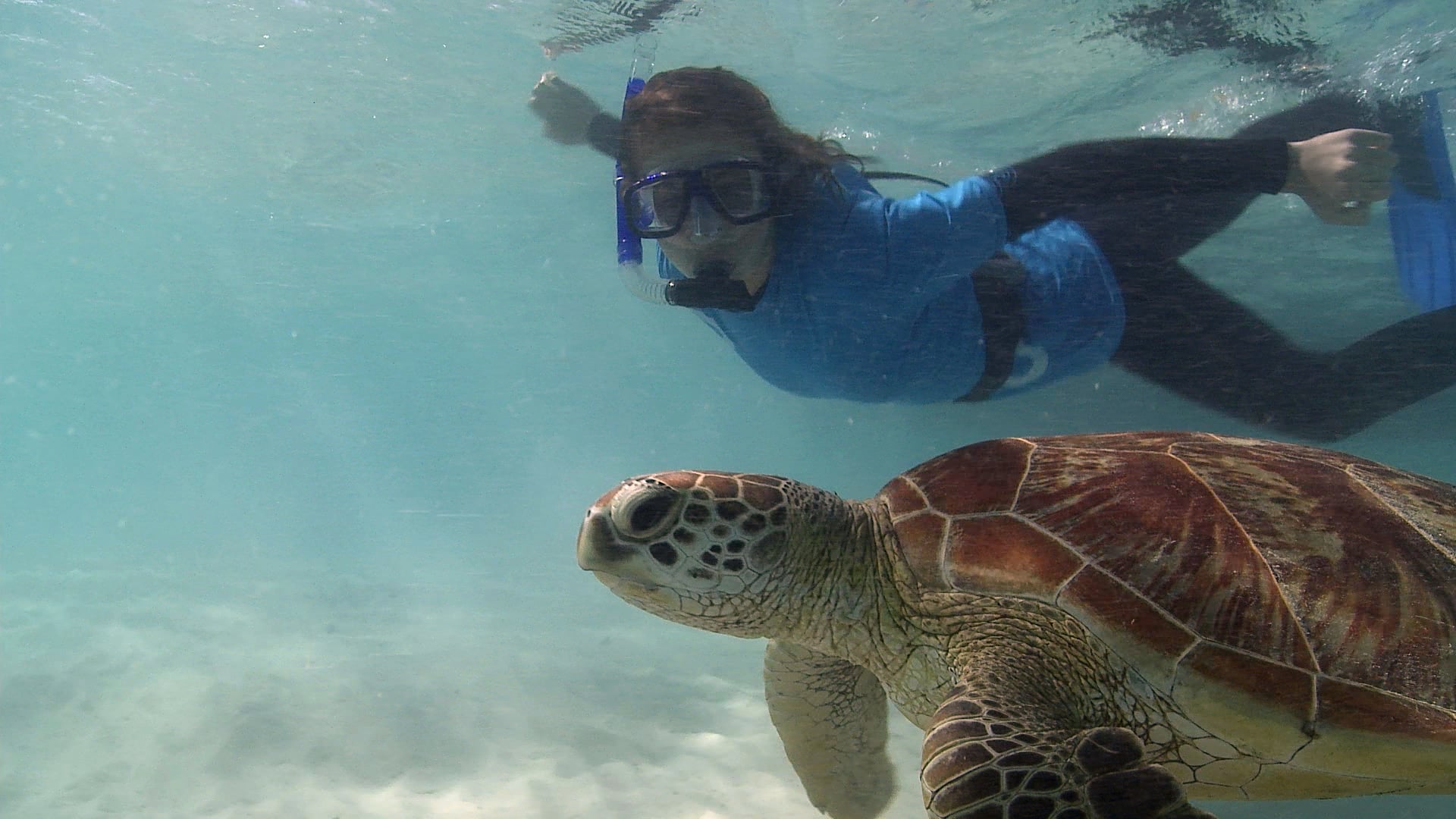 Yoe Video Breathing Is Tricky For A Turtle