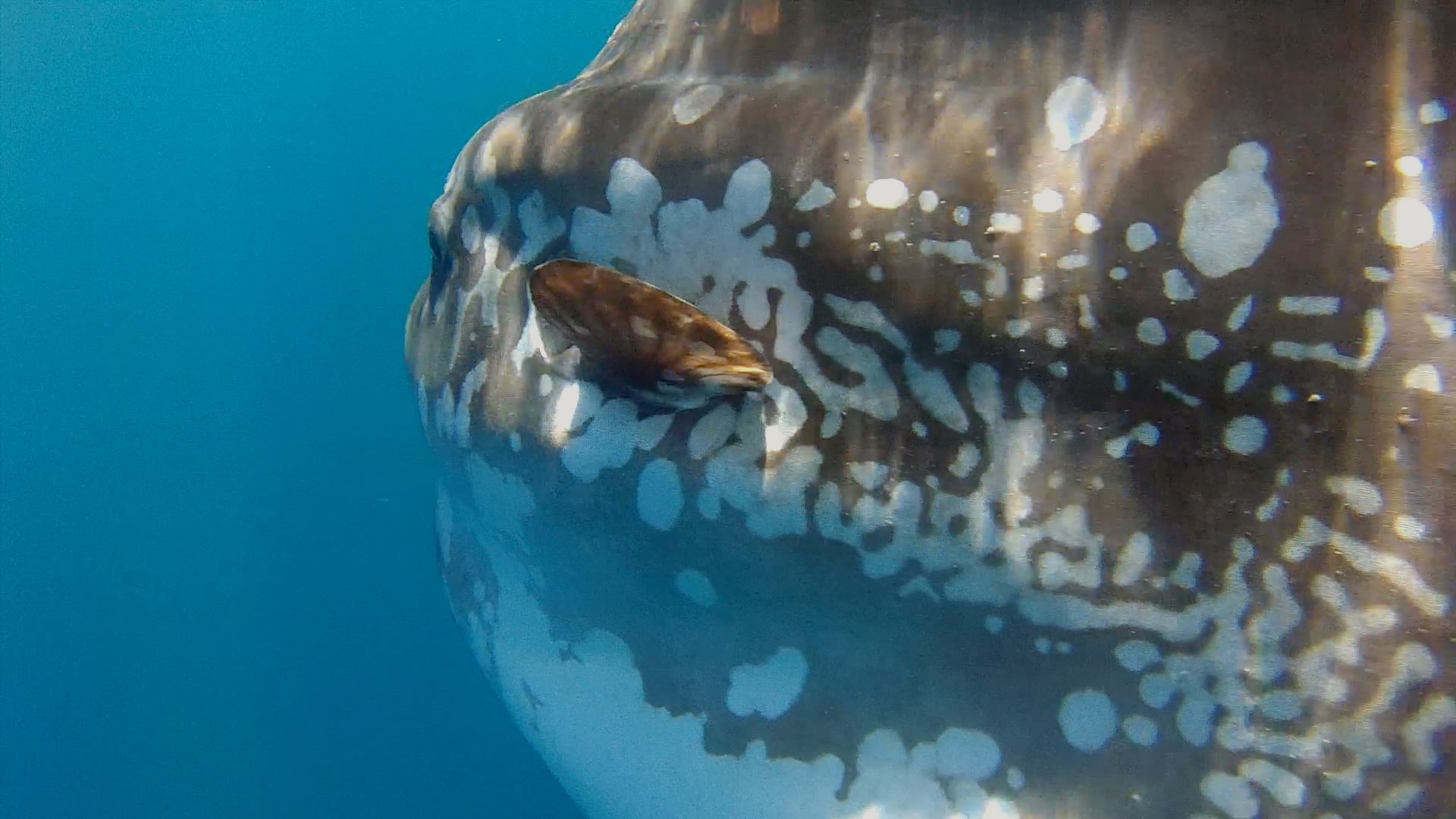 YOE Video How many eggs does this huge fish lay?