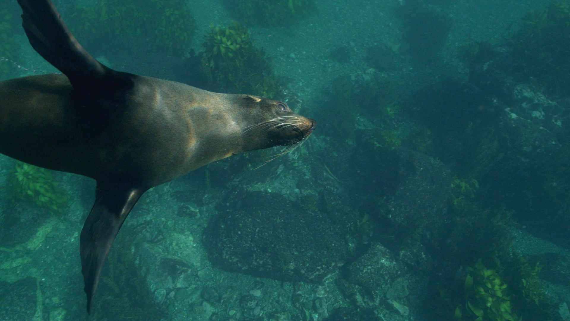 YOE Video Can you hold your breath longer than a fur seal?