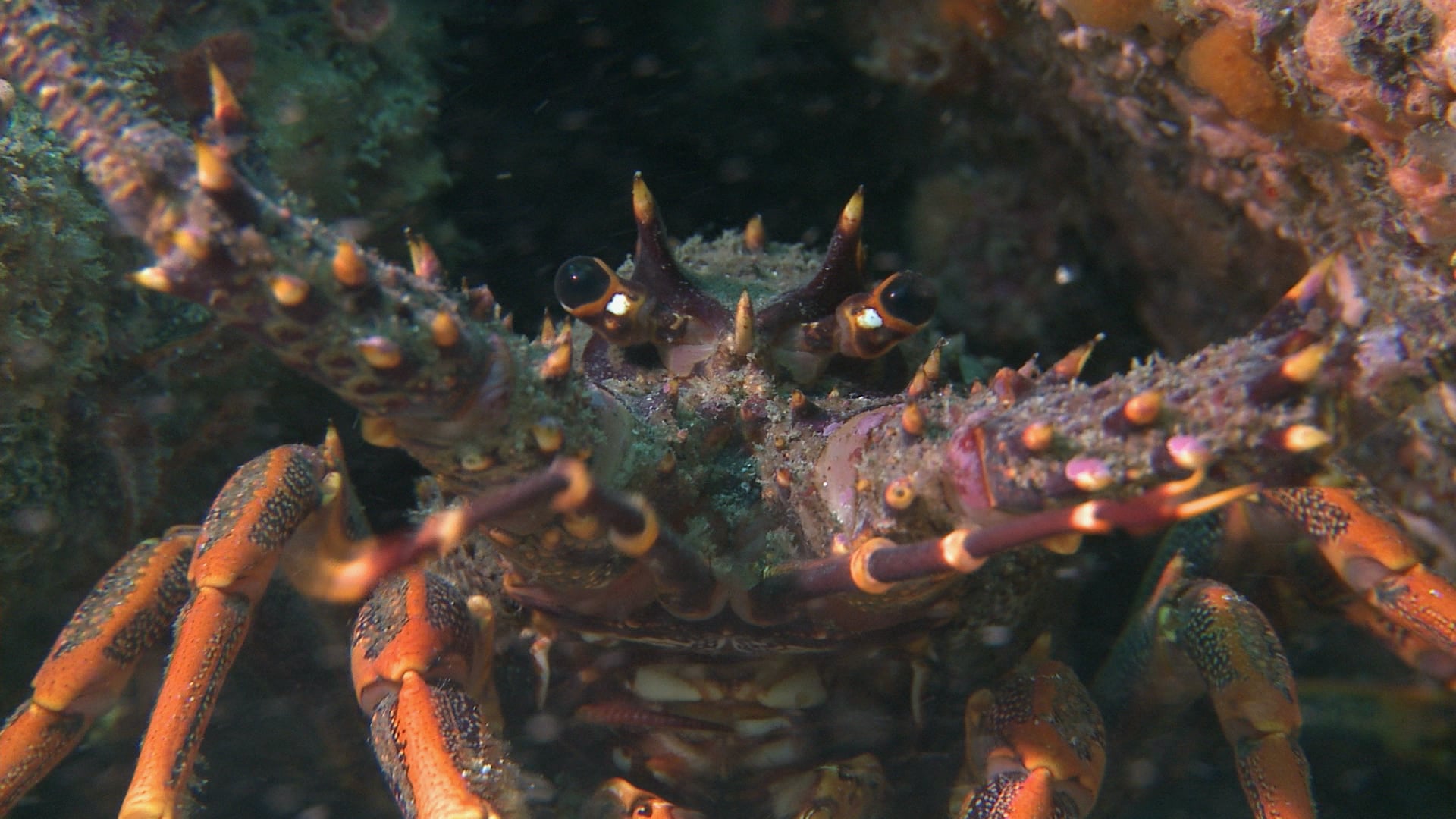 YOE - Video: What has 10 legs and super feelers?