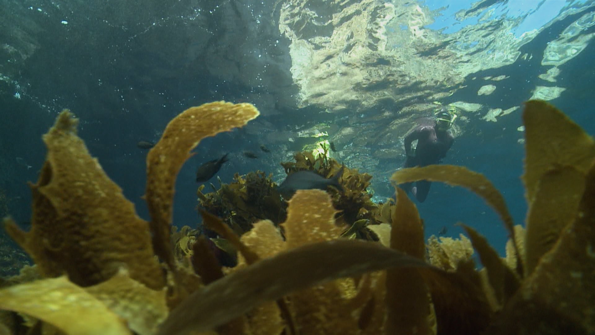 YOE Video What is a kelp forest?