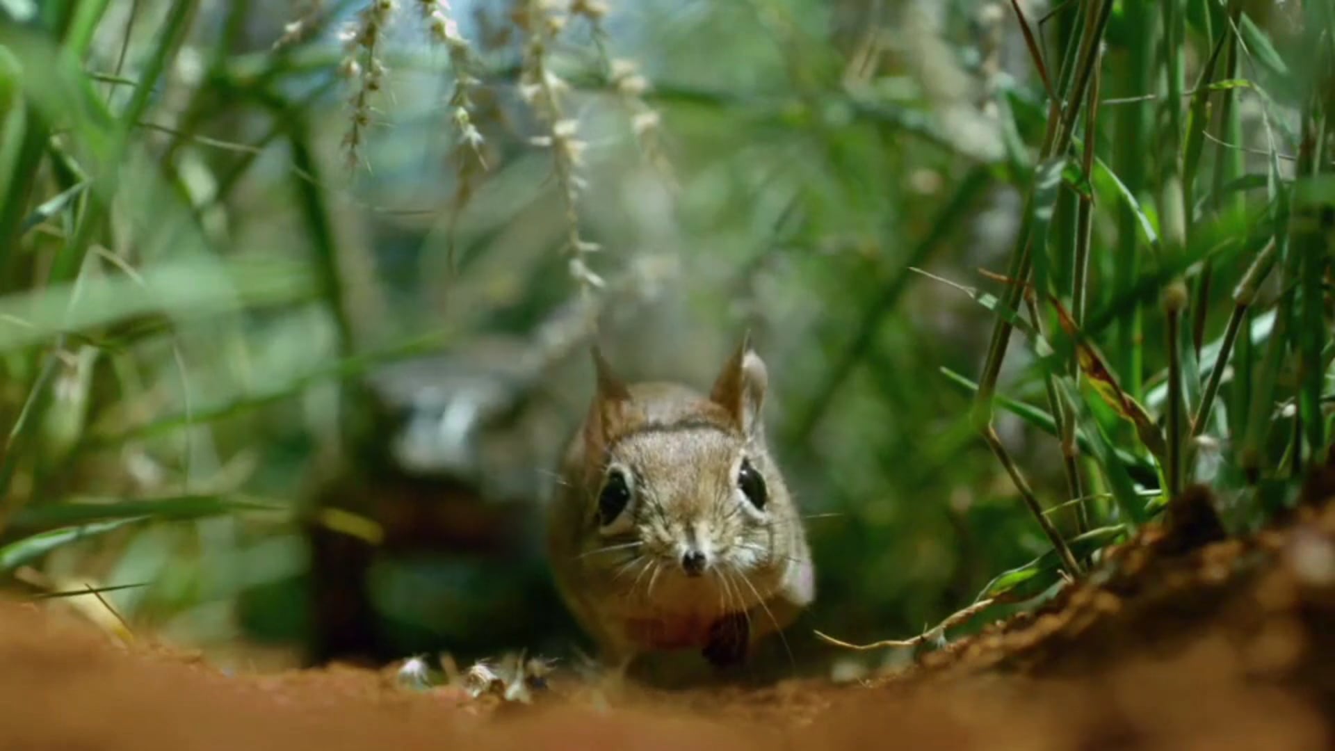 MUSIC RE-SCORE: Lizard Attack (from Hidden Kingdoms)