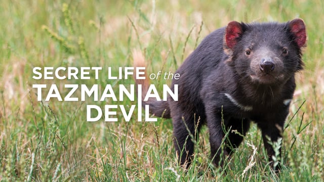 Screener - Secret Life of the Tasmanian Devil 102 - Young Devils