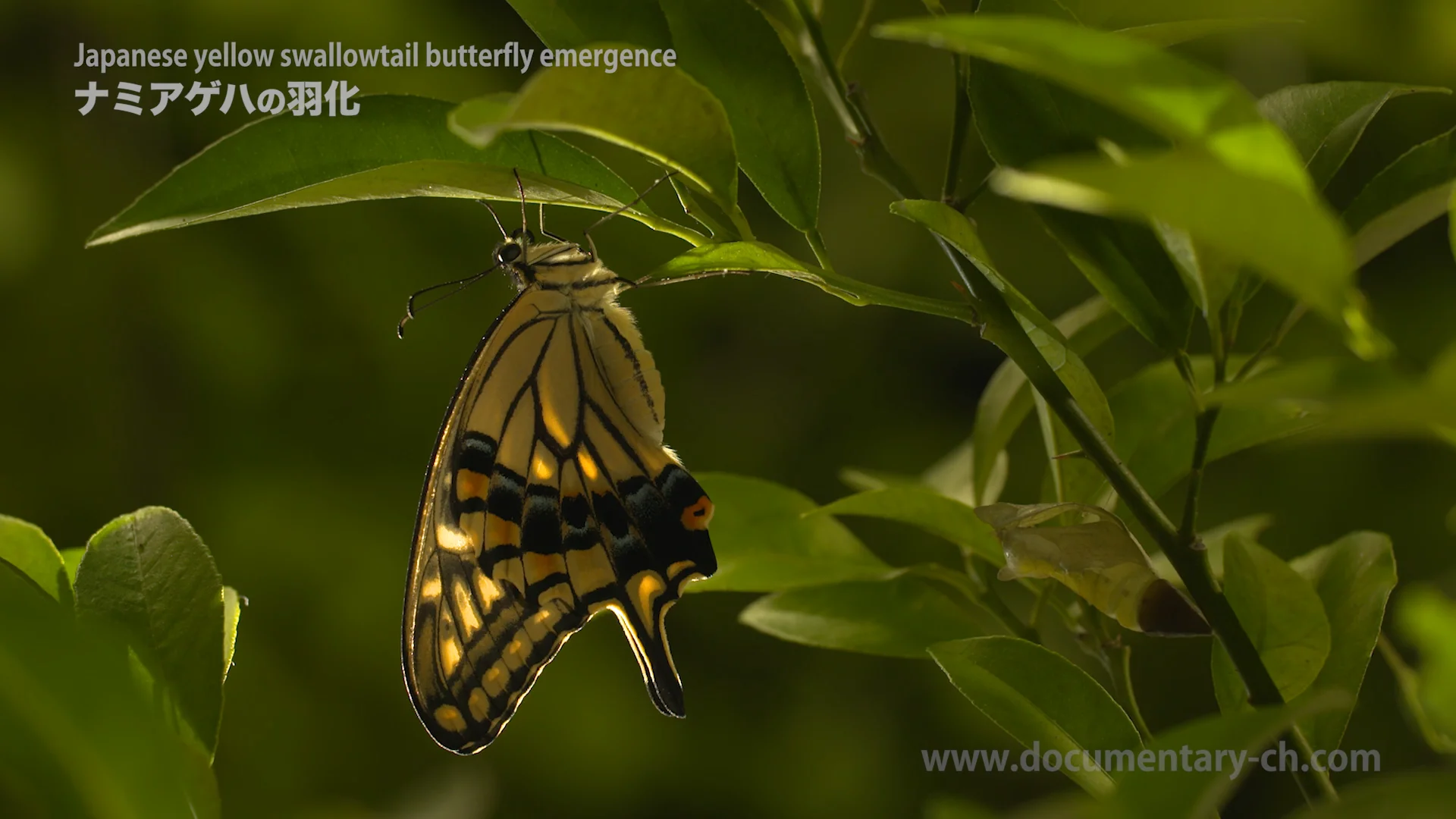 Japanese yellow swallowtail butterfly emergence 「ナミアゲハの羽化」