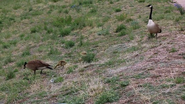 Canada Geese & Goslings