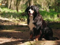 Lo?wenza?hnchen-Daniel Montoya-Dachs