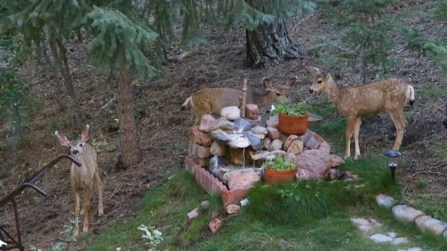 Mule Deer: Mama & Triplets