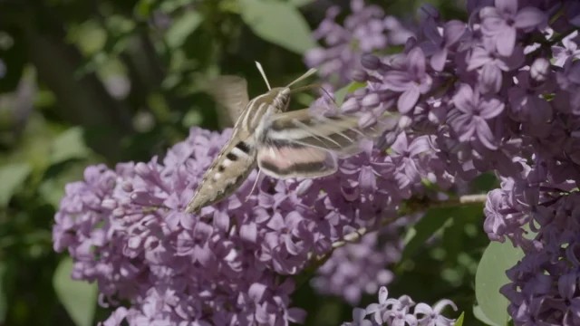 Giant moths that resemble hummingbirds appear all over the Bay Area