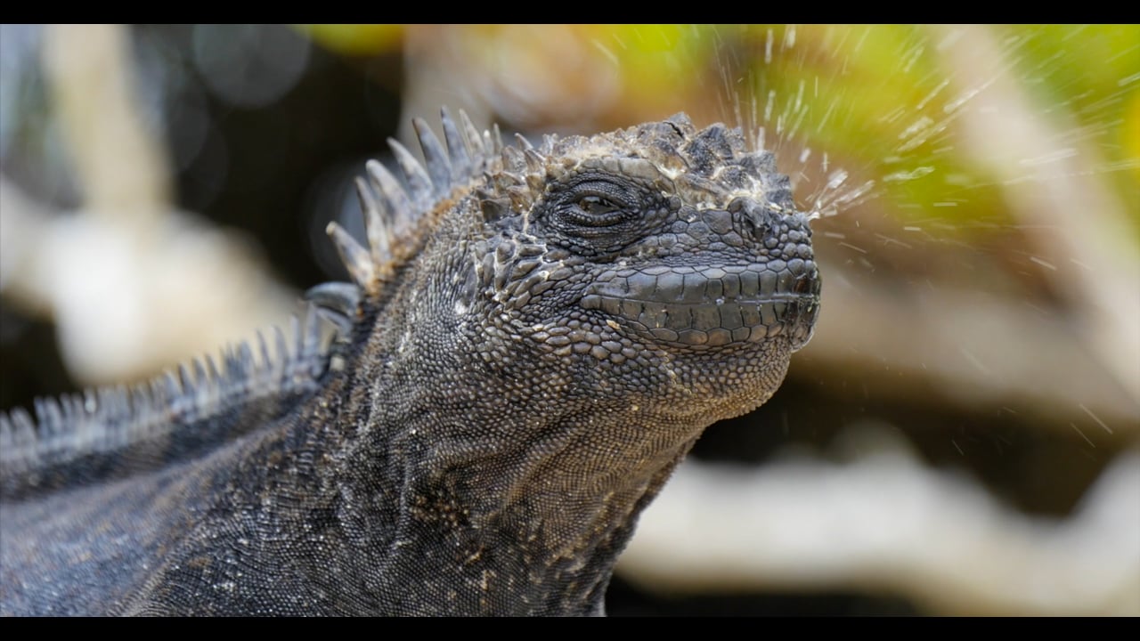Godzilla