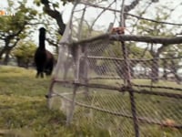 Lo?wenza?hnchen-Alpaka-Daniel Montoya