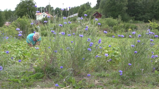 Des plantes, des femmes et des hommes…