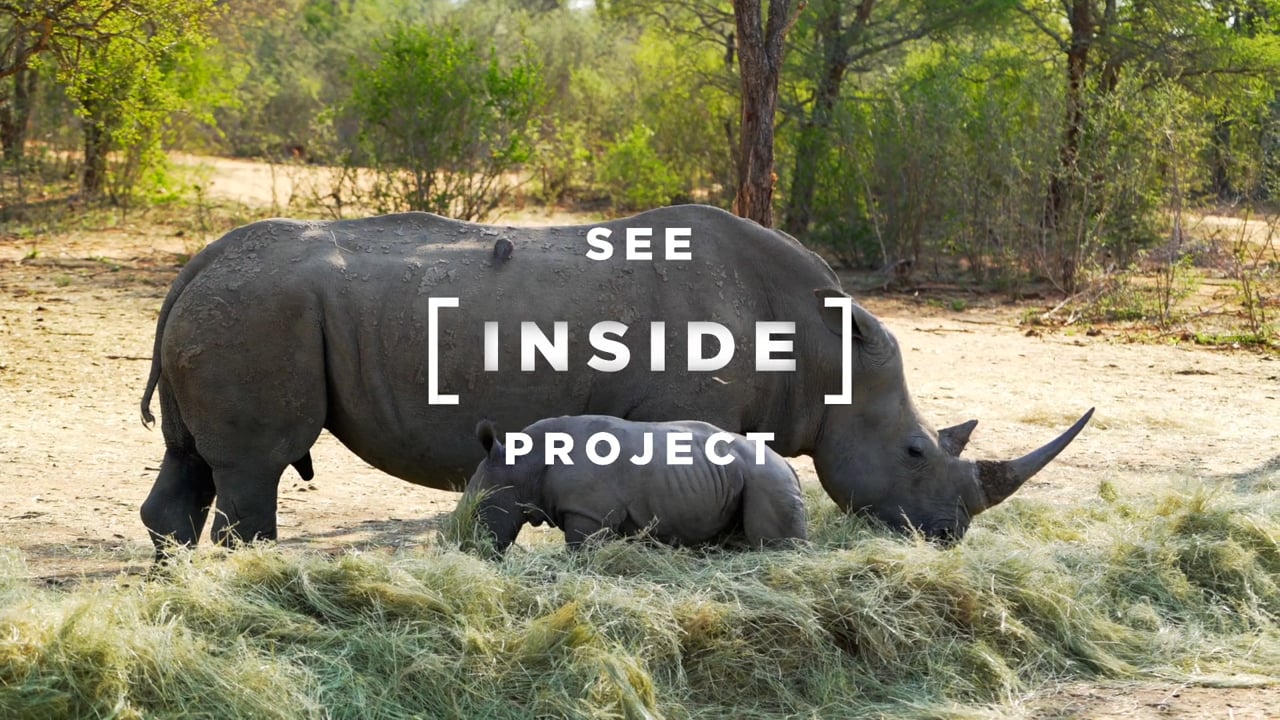 Travelspective | See Inside Project : Stop Rhino Poaching