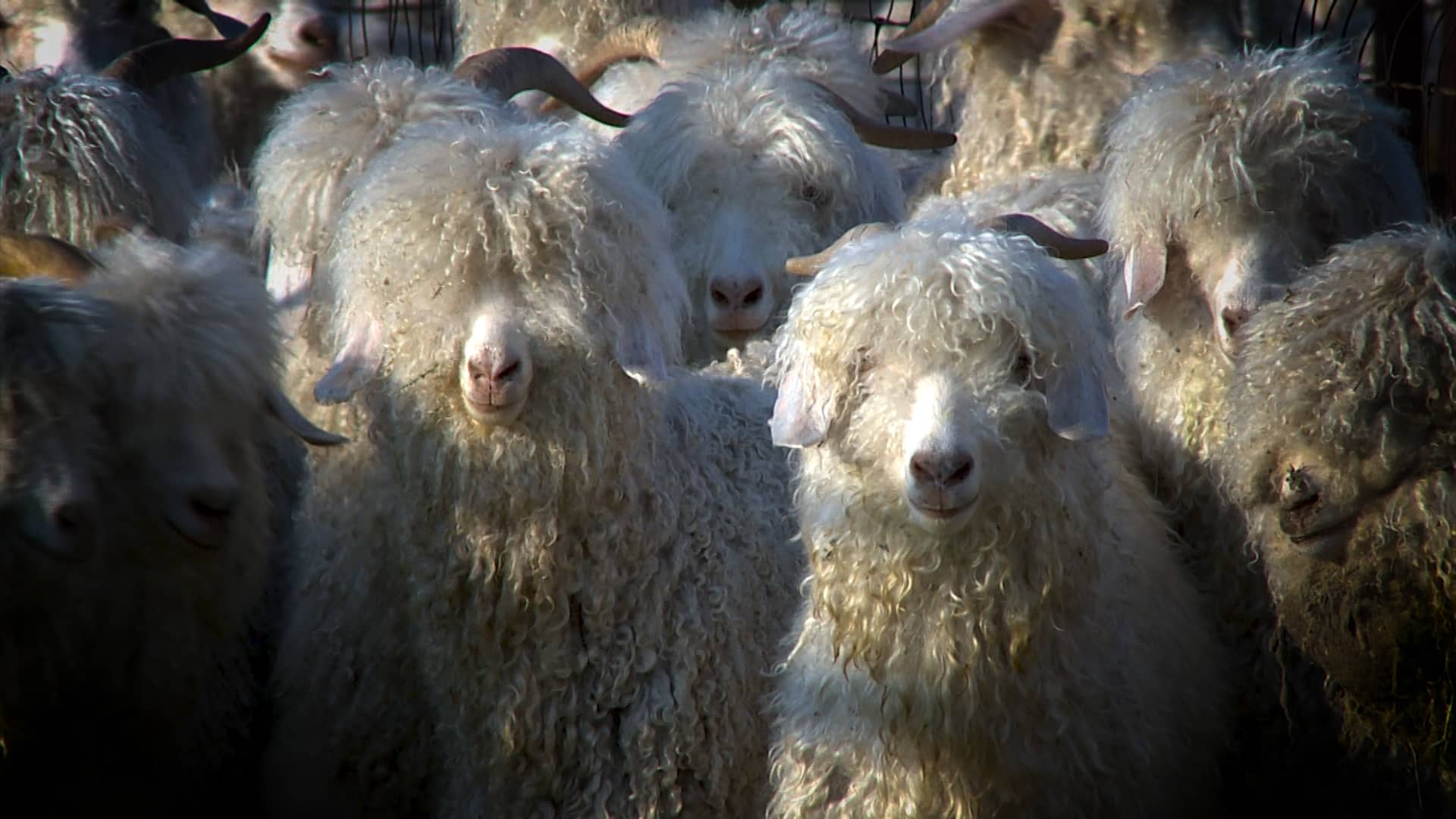 Texas Ag Facts Sheep n' Goats on Vimeo