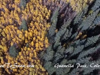 Aerial drone footage of fall foliage and aspen turning in Colorado