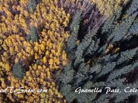 Aerial drone footage of fall foliage and aspen turning in Colorado