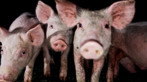 Documental Granjas de Cerdos: una investigación de Igualdad Animal