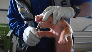 Corte de dientes | Teeth clipping