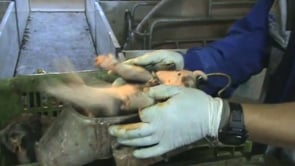 Castración | Castration