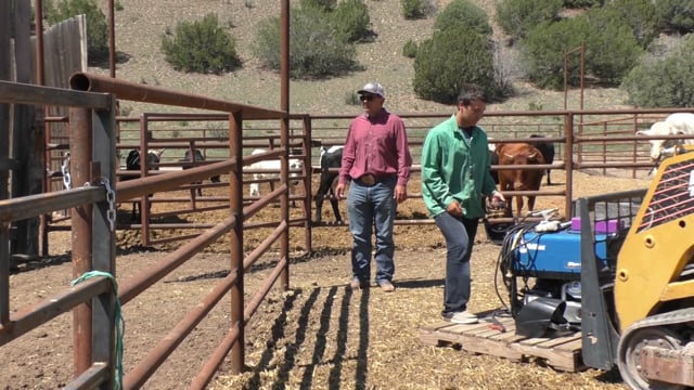 Building Cattle Pens SAE