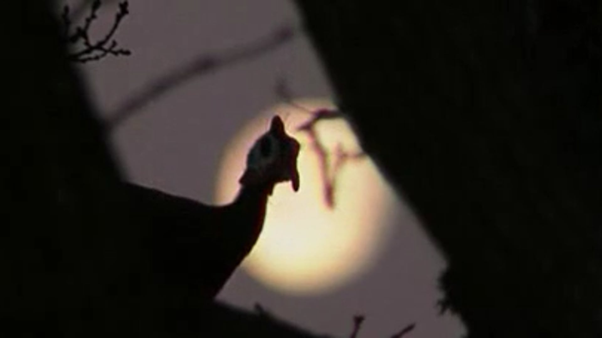 Teaser documentaire - La vie sauvage des animaux domestiques