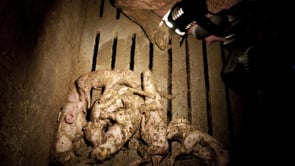 Murcia – Granjas de cerdos | Pig farms